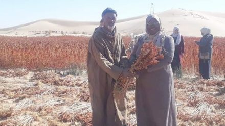 Culture du quinoa en Algérie